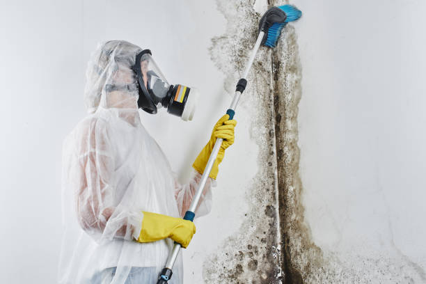 Best White Mold Remediation in Dripping Springs, TX