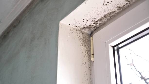 Best Mold Testing and Inspection Services in Dripping Springs, TX
