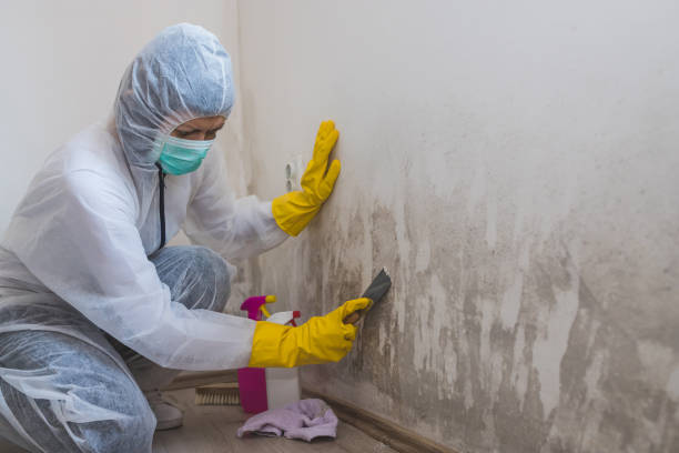 Best Residential Mold Remediation in Dripping Springs, TX
