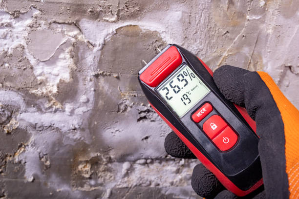 Best Preventive Mold Services in Dripping Springs, TX