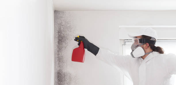 Best White Mold Remediation in Dripping Springs, TX