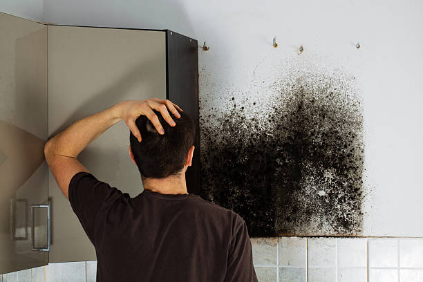 Best Emergency Mold Remediation in Dripping Springs, TX
