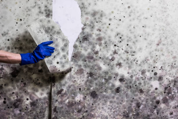 Best Mold Remediation for Specific Building Types in Dripping Springs, TX